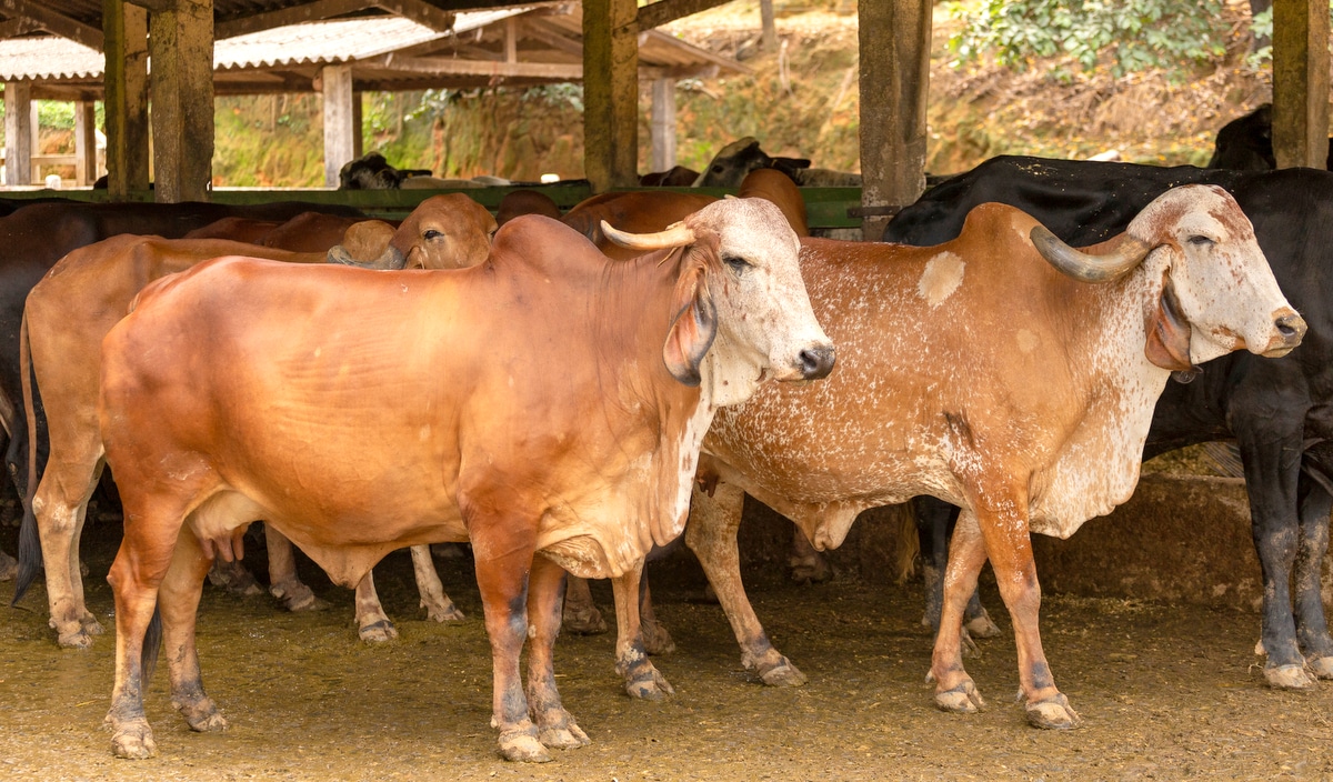 Gado da raça gir em curral