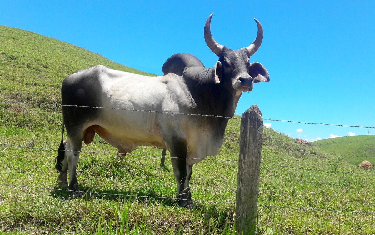 Animal da raça guzerá no pasto