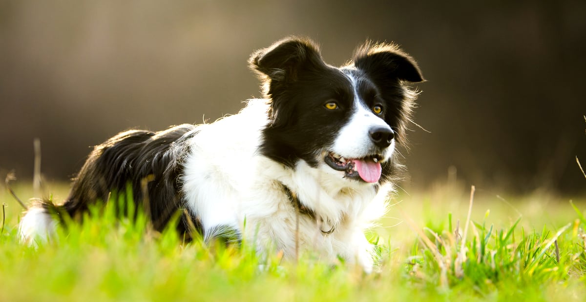 Cachorro de pastoreio da raça border collie no campo