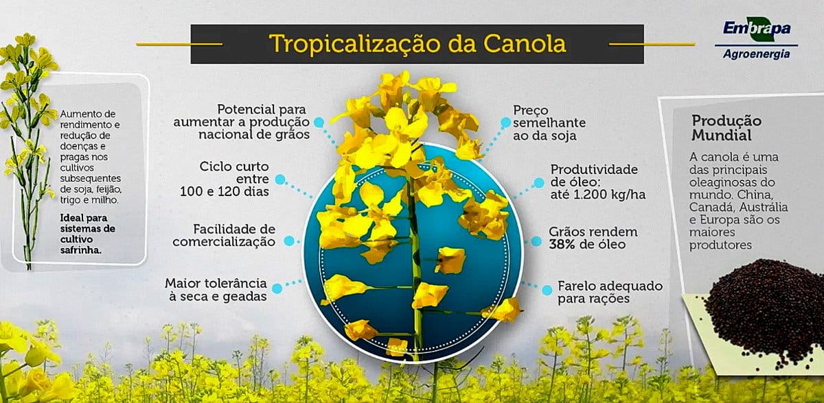 Arte mostra o ciclo de produção da canola