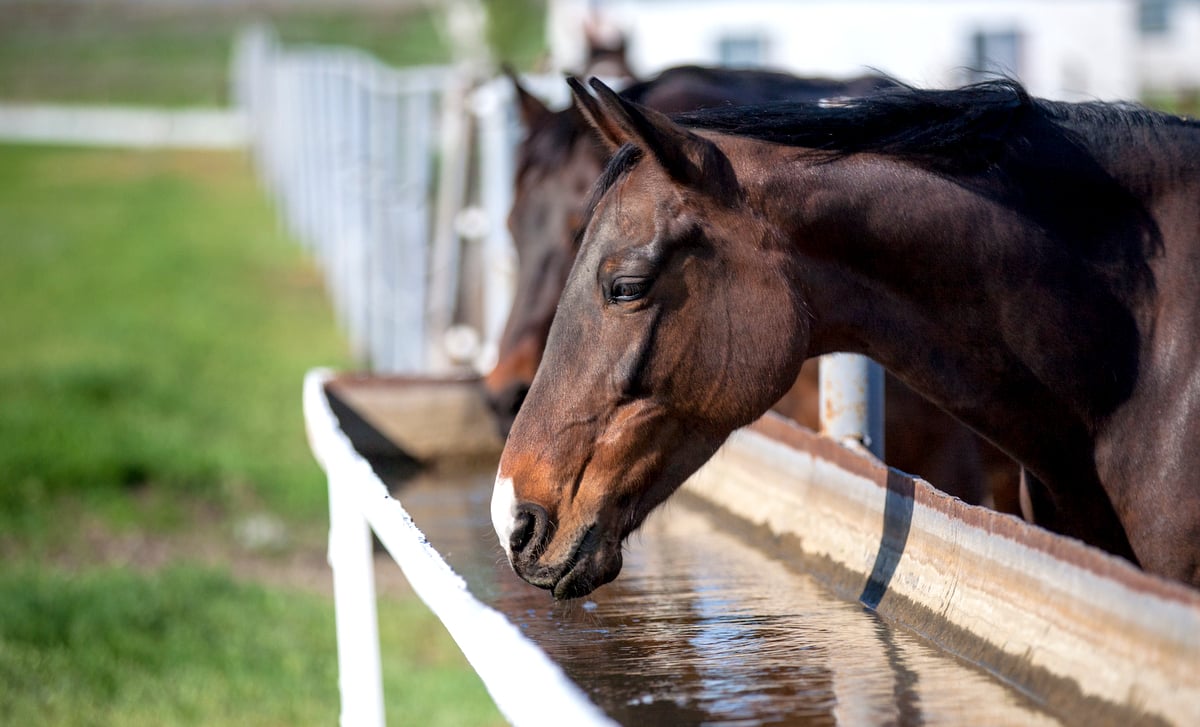 Cavalos bebendo água