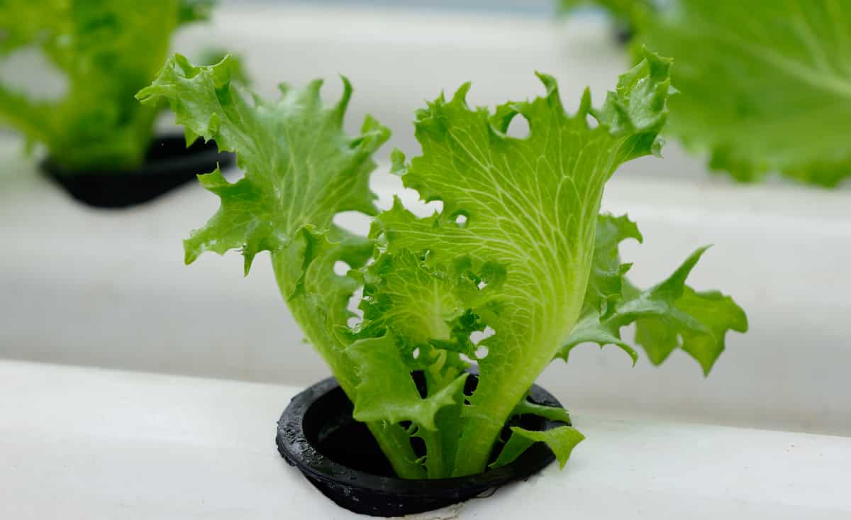 Plantar alface em sistema de hidroponia.