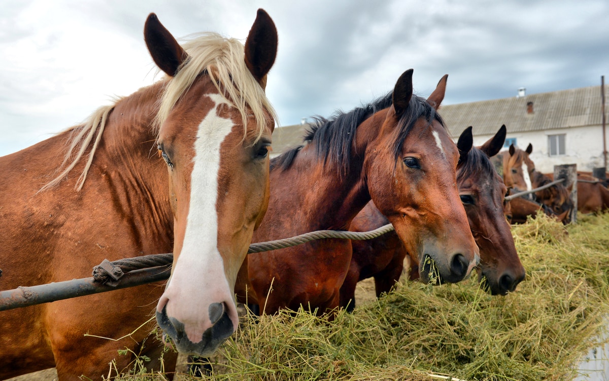 Cavalos alimentados com feno