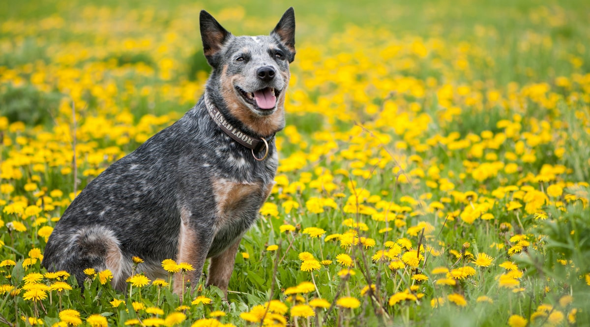 Cachorro boiadeiro australiano de cor azul-acinzentada no campo