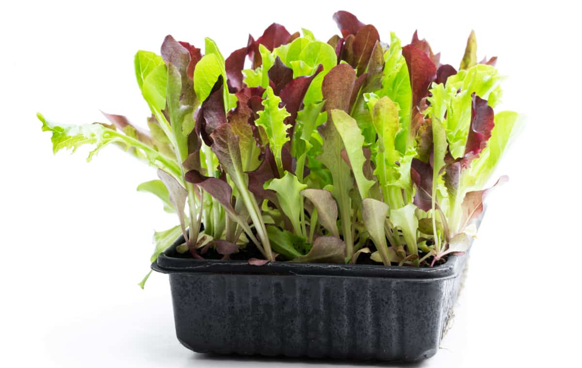 Hortaliças plantadas em bandejas
