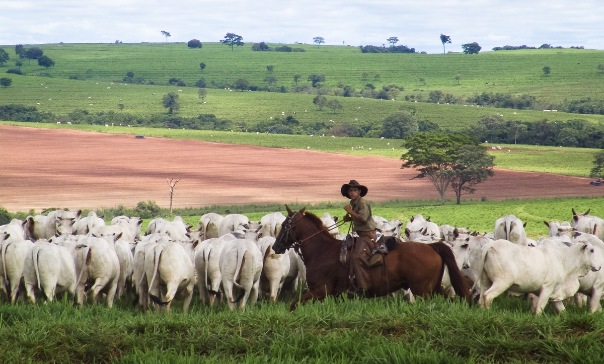 Homem a cavalo tocando a boiada