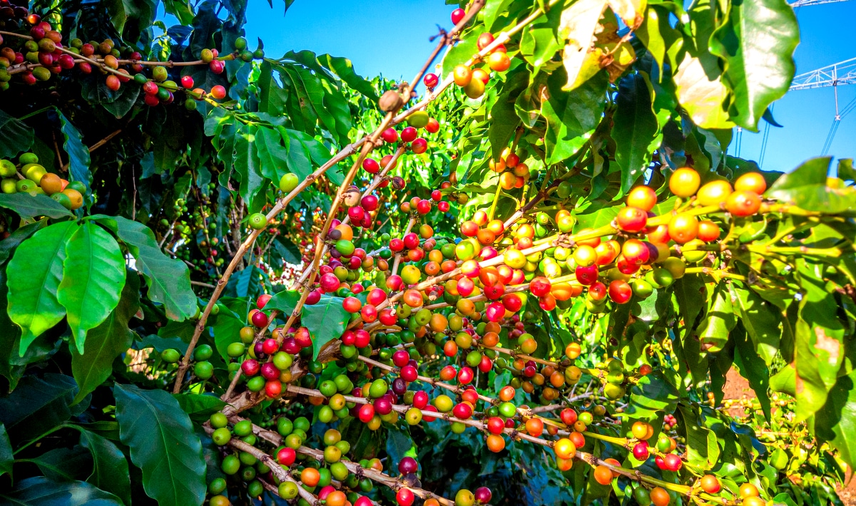 Lavoura de café com frutos