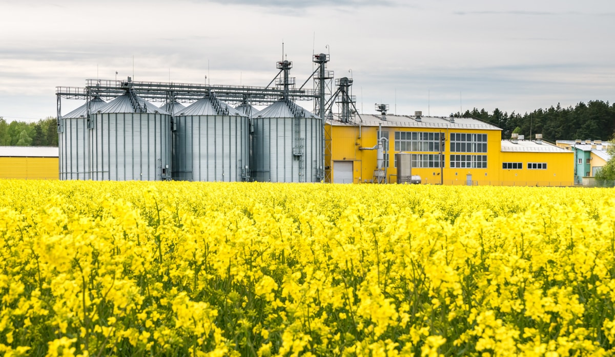 Área de plantio de canola com armazém e silos ao fundo