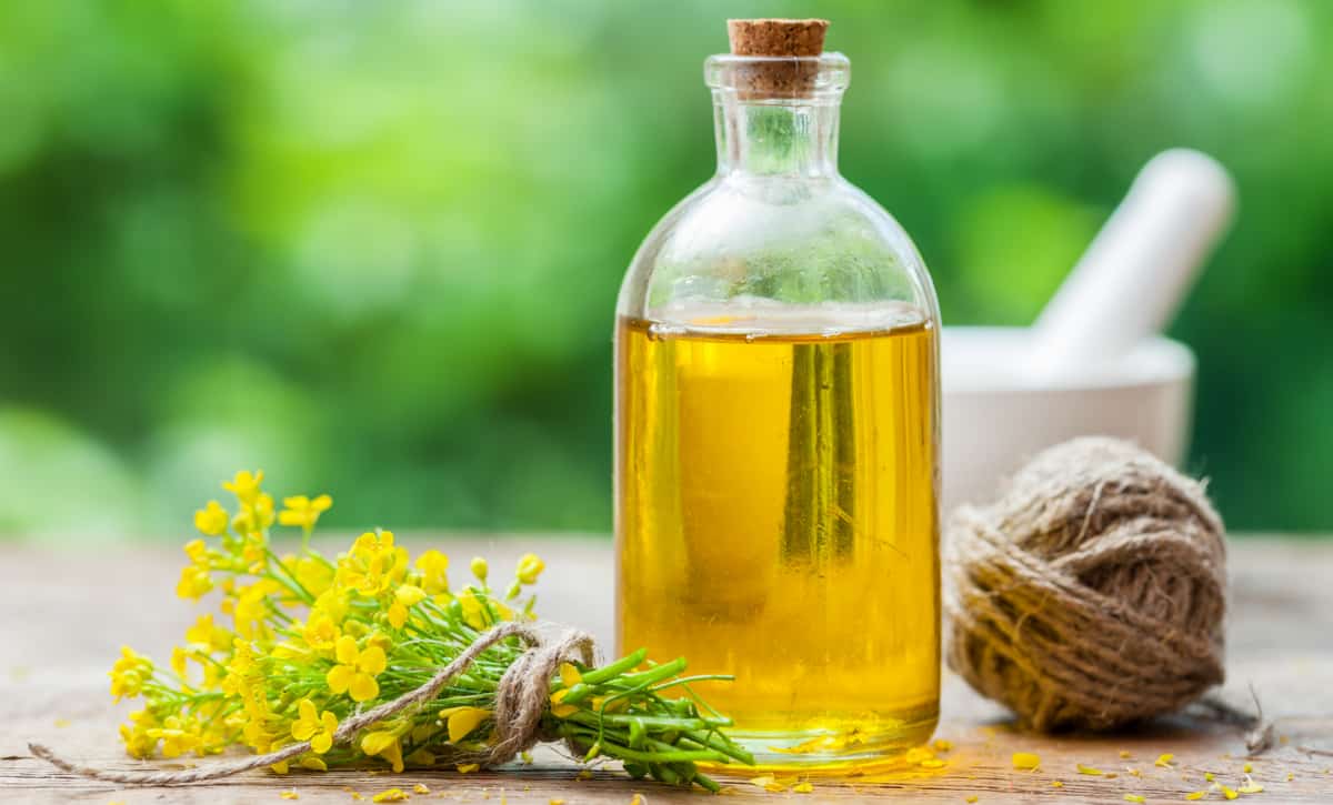 Recipiente de vidro com óleo de canola e ramos dessa planta