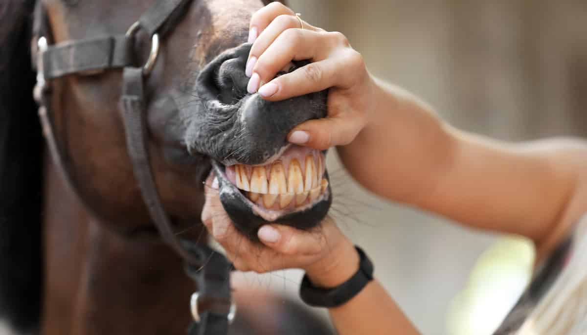 Mulher analisando os dentes de um cavalo