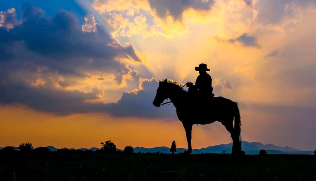 Cavalo para lida diária: confira quais são as características