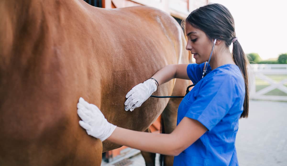 Veterinário fazendo exames em um cavalo