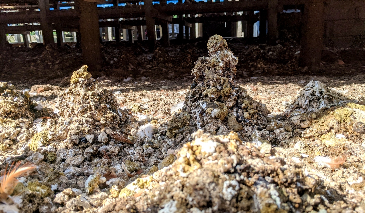 Montes de esterco de galinha retirados de granjas