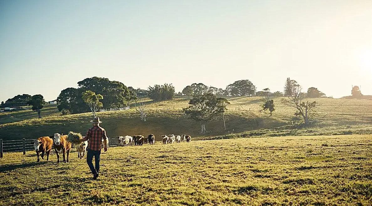 Homem alimentando o gado. Expansão de uma fazenda