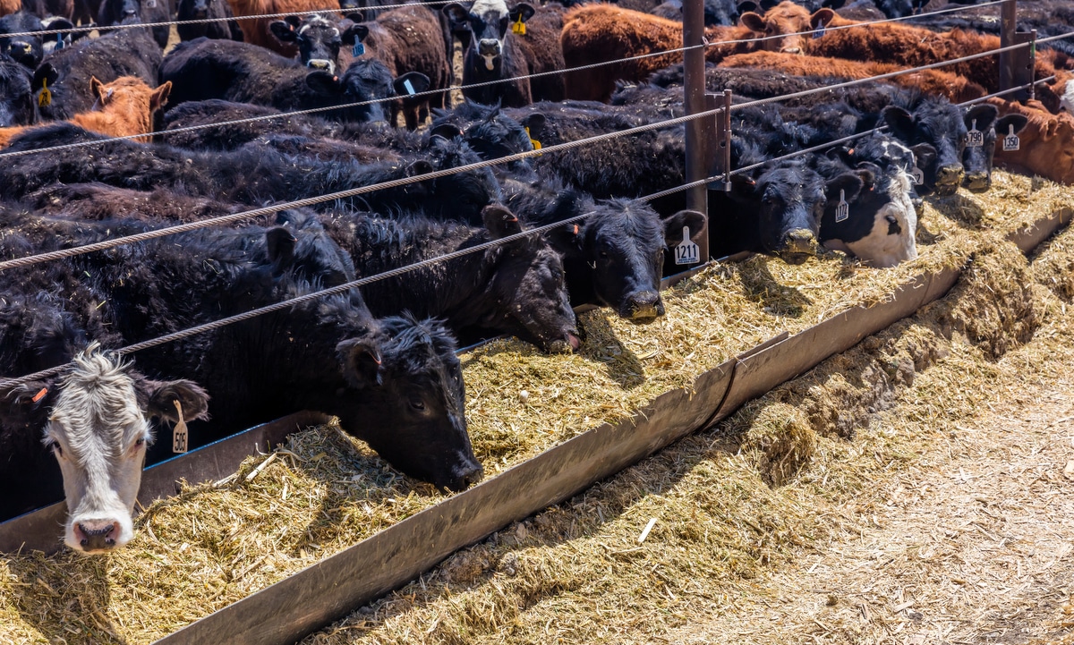 Animais em confinamento se alimentando em cochos