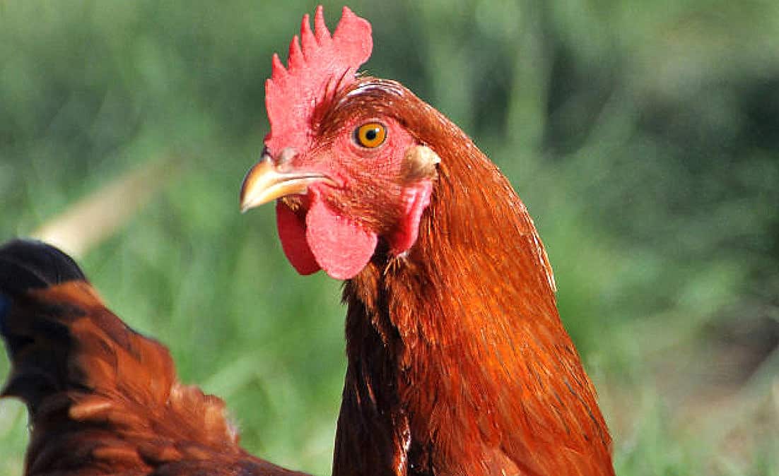 Galinha caipira Embrapa 051