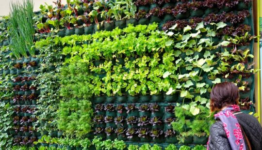 Horta vertical: 8 dicas para montar a sua!