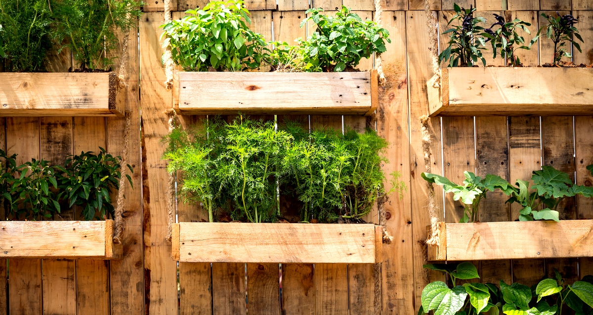 Pallets usados em horta vertical