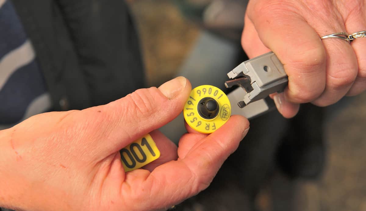Homem preparando para instalar a identificação eletrônica em animal