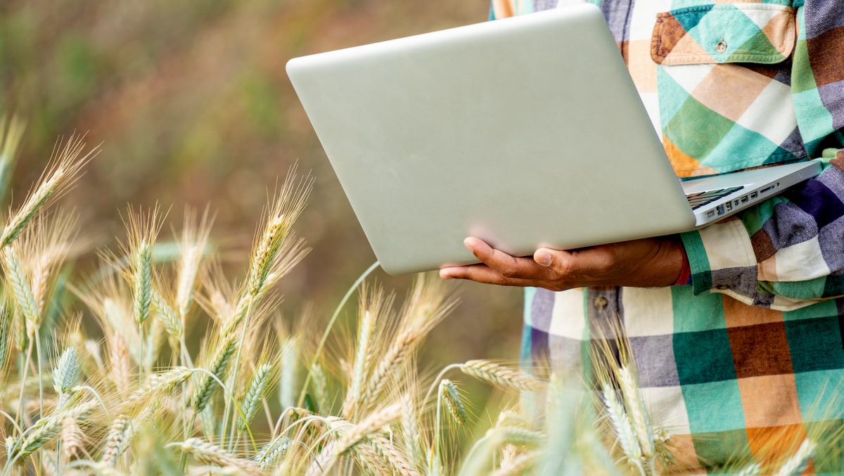 Fazendeiro segura notebook no meio de uma plantação de trigo