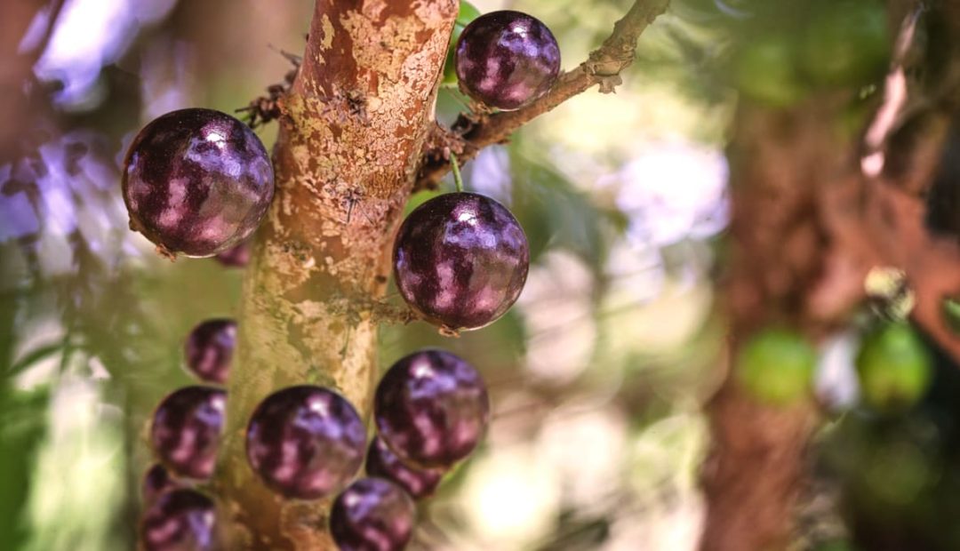 Jabuticaba: benefícios e destinos da fruta