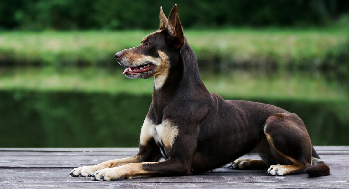 Cão da raça kelpie australiano em um tablado de madeira