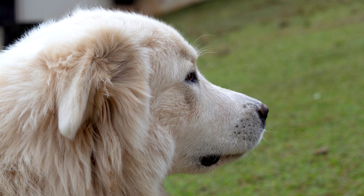 Close do cão da raça pastor maremano de abruzês