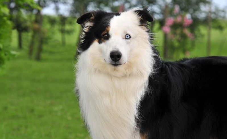 Cão de pastoreio da raça ovelheiro-gaúcho