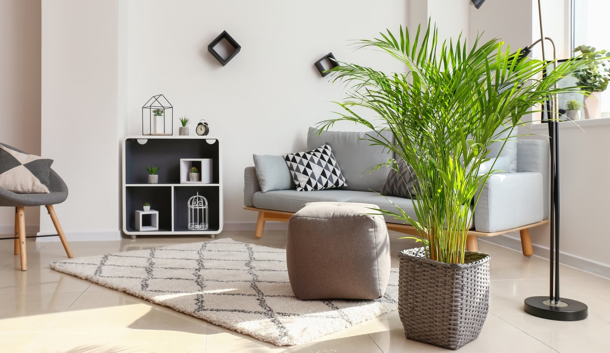 Palmeira areca plantada em vaso decorando ambiente interno