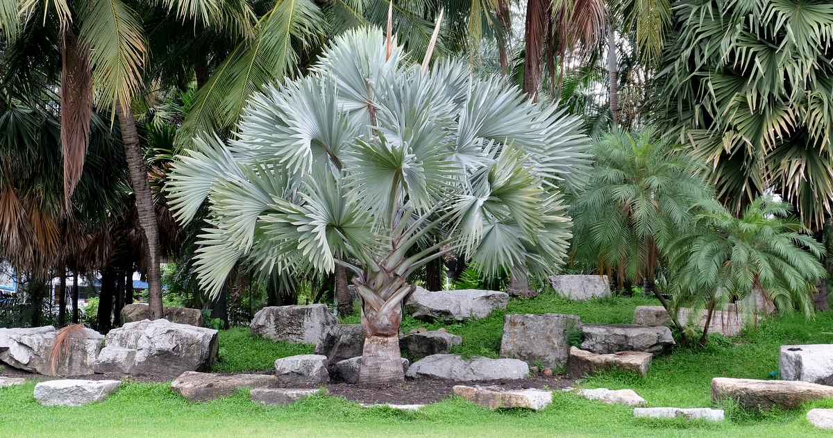 Palmeira azul plantada entre pedras