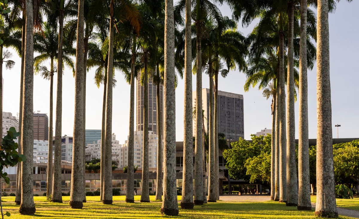 Palmeiras imperiais plantadas em praça