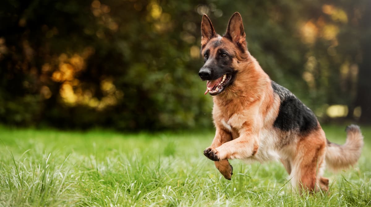Cão pastor alemão correndo no campo