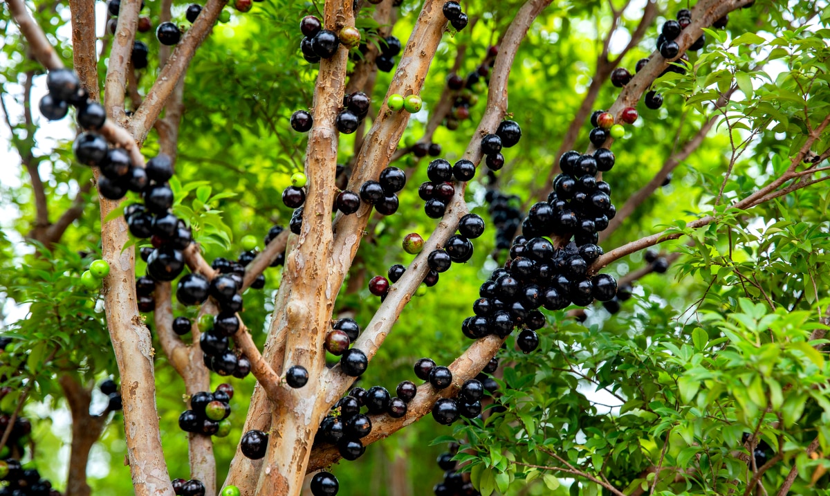 Árvore com jabuticaba madura