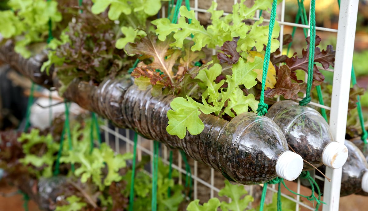 Vegetais plantados em garrafas pet em horta vertical