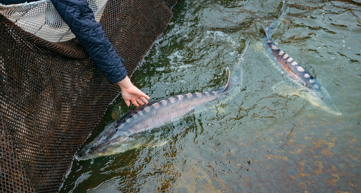 Dois peixes numa rede de piscicultura