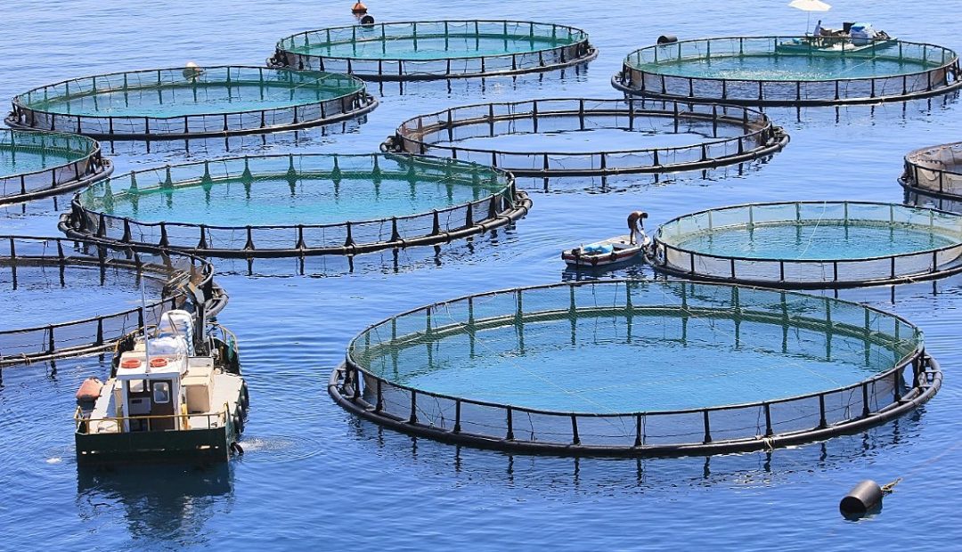 Mercado de piscicultura em expansão. Veja como investir!
