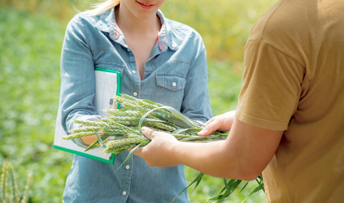 Homem mostra qualidade do produto agrícola a ser vendido
