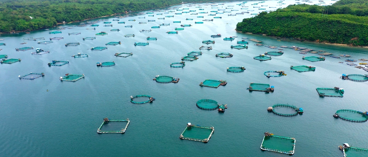 Dezenas de tanques-rede de peixes em rio