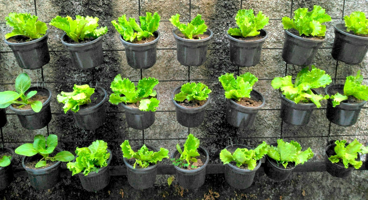 Alfaces plantadas em vasos com  estrutura de metal