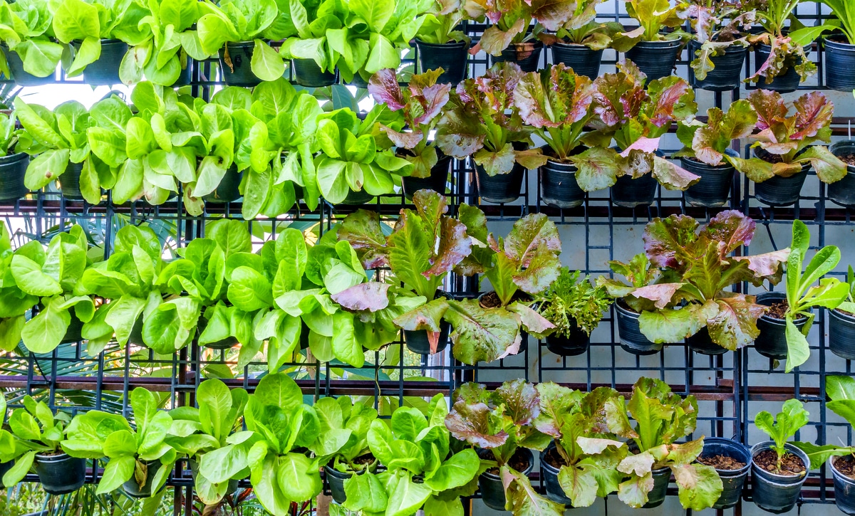 Horta vertical com plantio de diversos vegetais