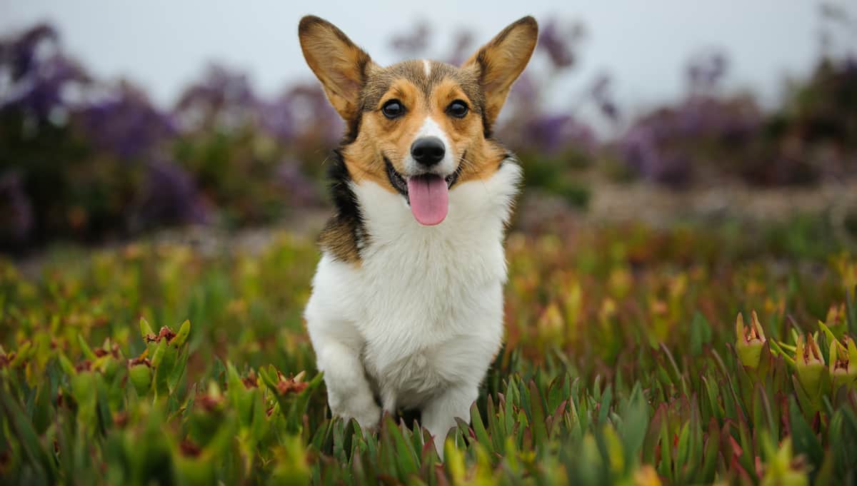 Cão da raça welsh corgi pembroke correndo no campo
