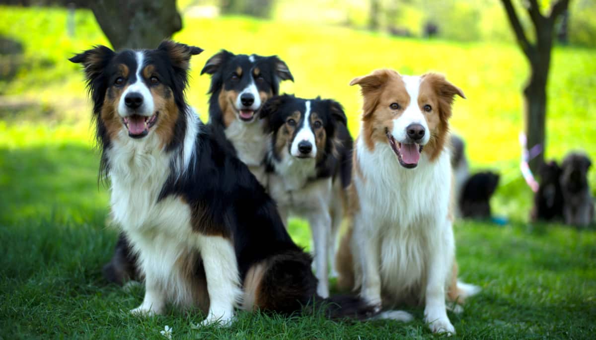 Cachorros border collie no campo