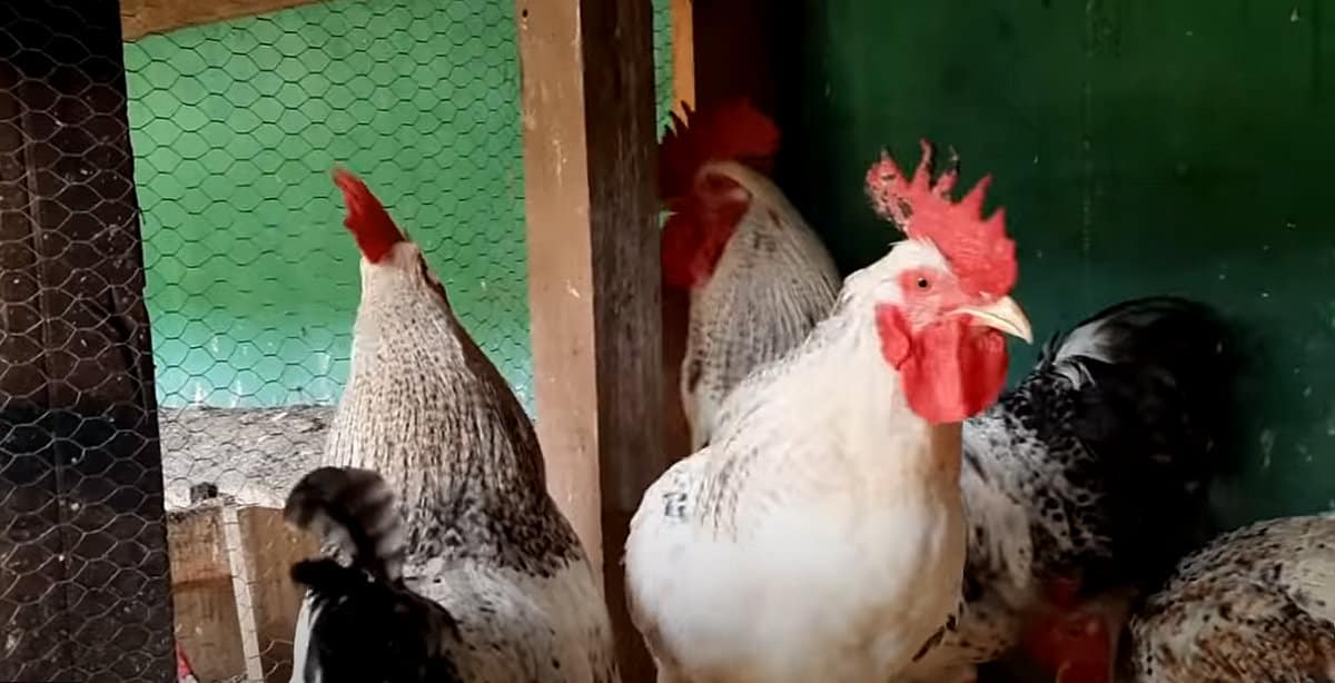 Galo que bota ovos o galinheiro