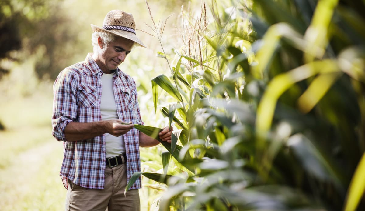 Produtor analisando sua lavoura, após seguir recomendações do zoneamento agrícola