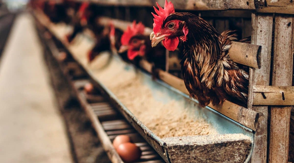 Galinhas poedeiras se alimentando com ração