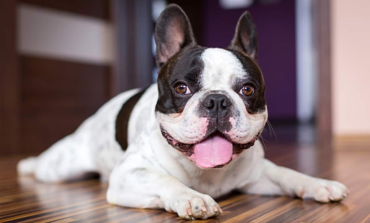 Cachorro da raça buldogue francês