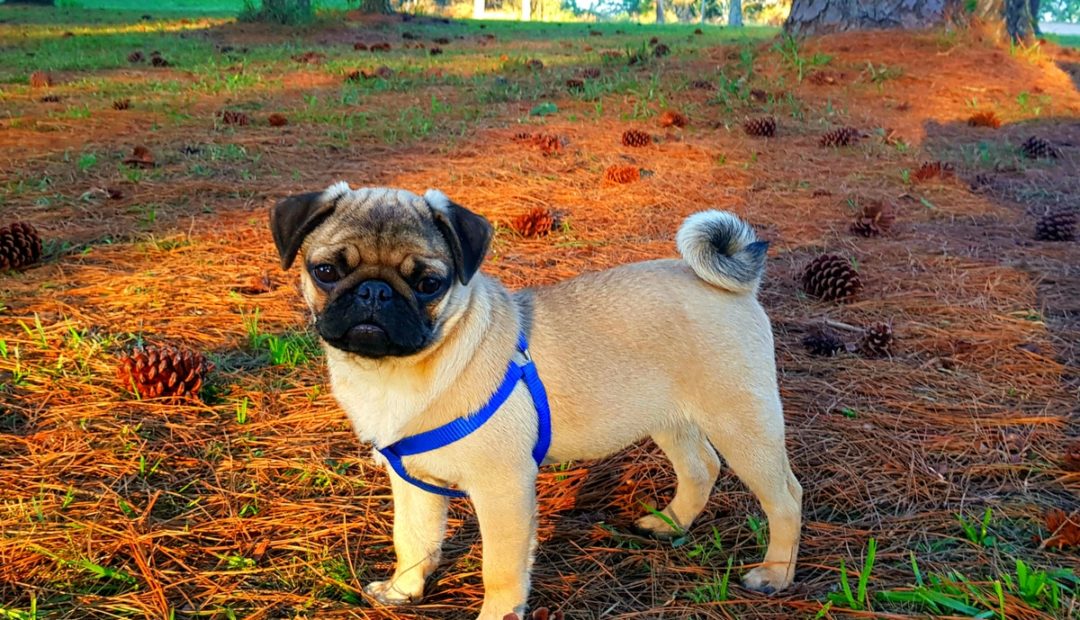 Raças de cachorro mais vendidas no Brasil