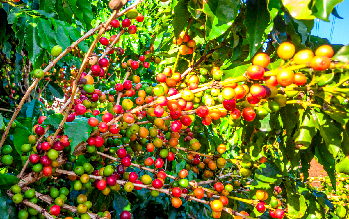 Lavoura de café com grãos maduros