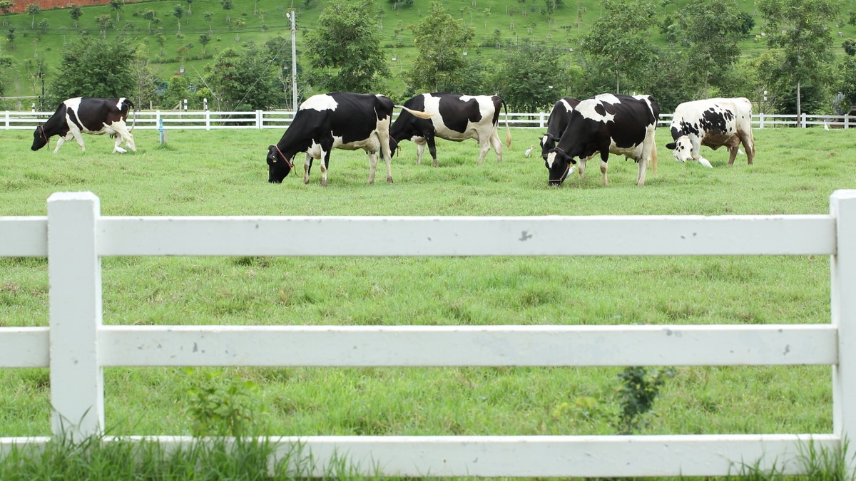 Animais pastando em área delimitada por cerca