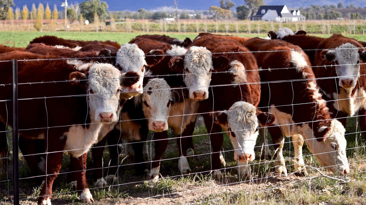 Cerca flexível para conter animais